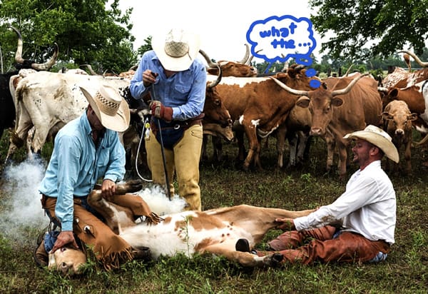 texas cowboys branding cattle https://www.publicdomainpictures.net/en/view-image.php?image=215771&picture=cowboys