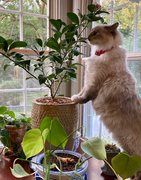a cat is all stimulus response - no pause - and this is a pic of a cat sniffing a meyer lemon tree