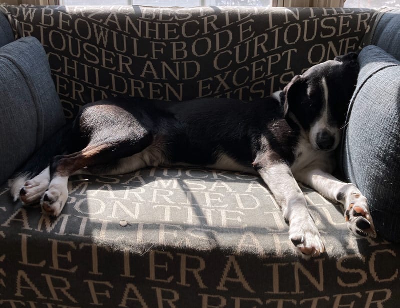 a picture of wilson the amazing border collie in 2021 sleeping in a sunbeam on his couch