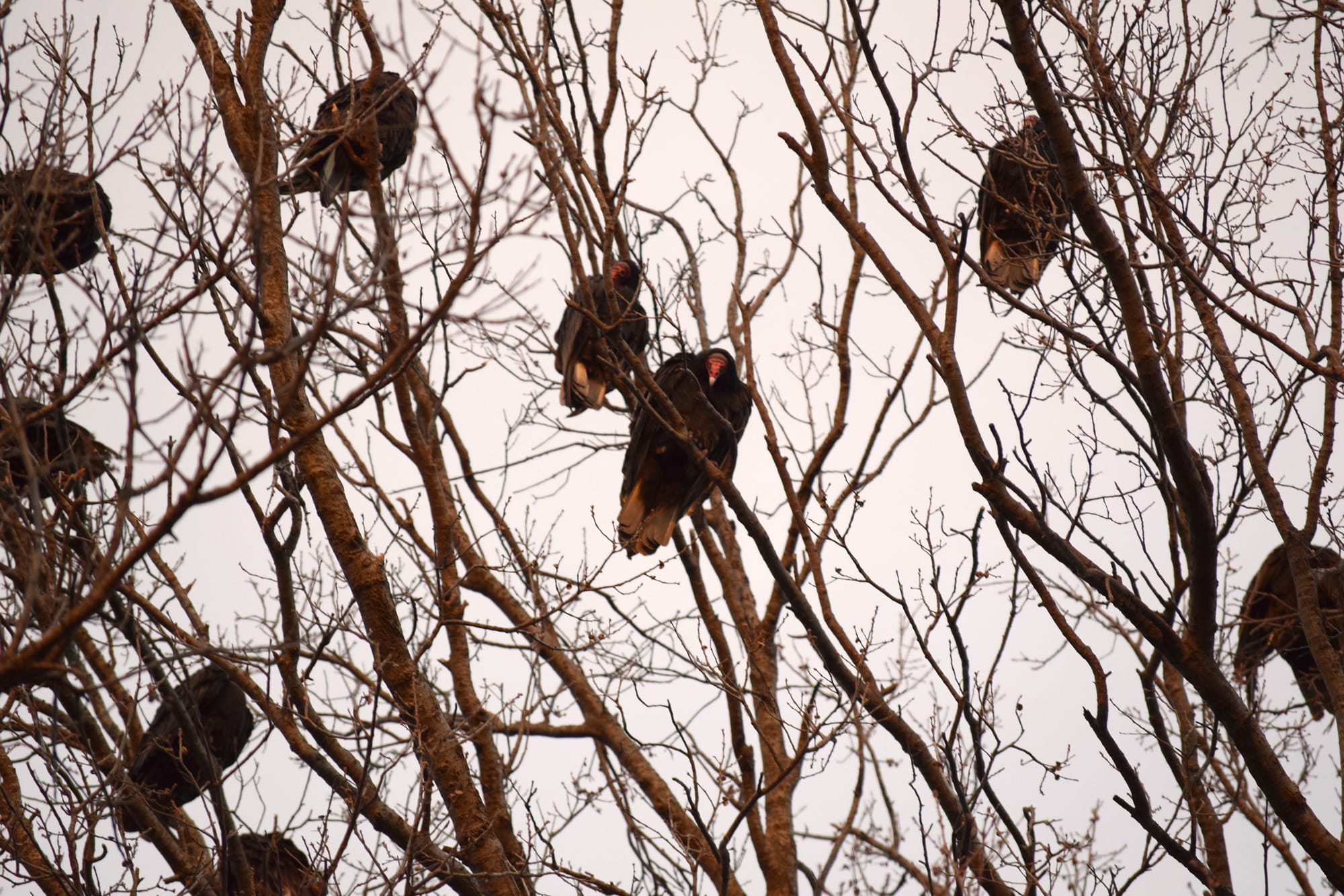 turkey vultures of N 53rd St in 2025
