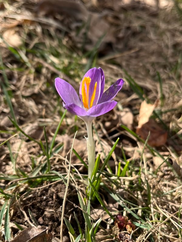 one of greg's spring flowers - the first krokus of 2025