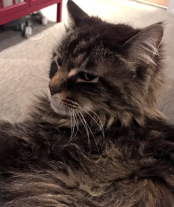 snickers-the-cat.jpg