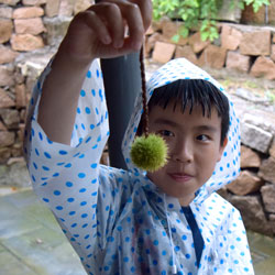 Seeds-and-Dots