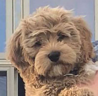 nelson-the-dog.jpg