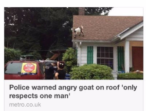 goat