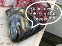 fish-out-of-water