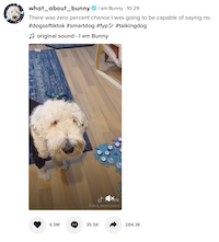tik tok smart dog