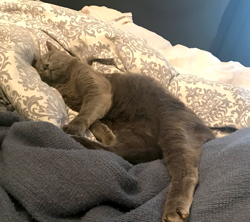 Ajax-sleeping-hard
