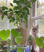 Lemon-Tree-Bianca