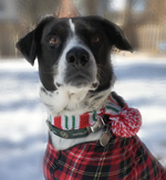 Wilson-smart-coat