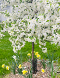 crabapple-tree-flowering