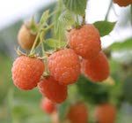 double gold raspberries