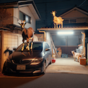 goats at night