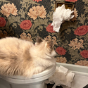 Bianca-Admires-Her-Handiwork
