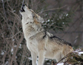 wolf-prey-hunter