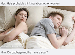 cabbage moths