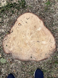 77 tree rings