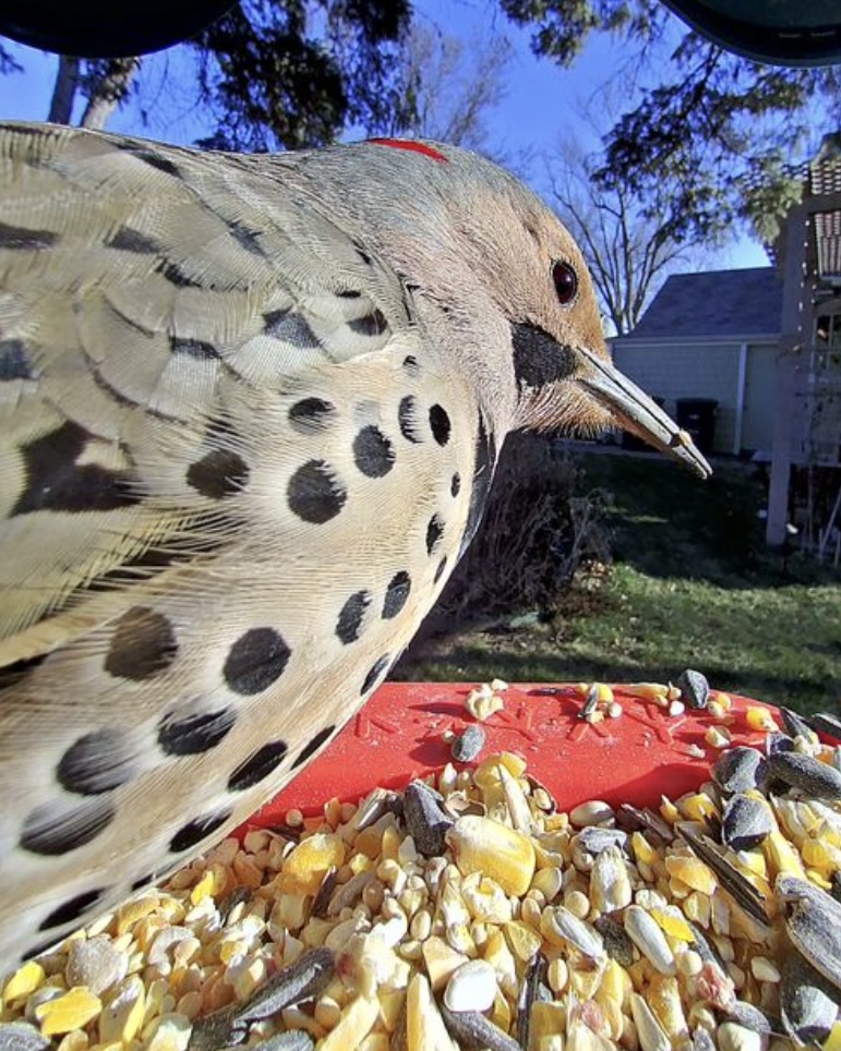 Northern Flicker