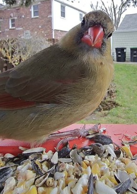 Female Northern Cardinal