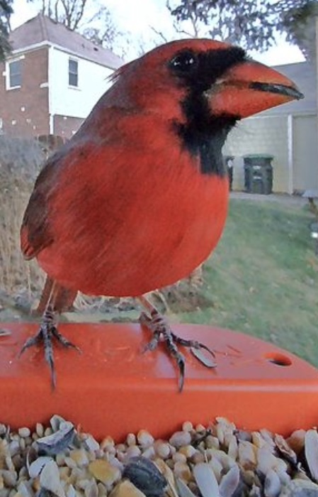 Northern Cardinal