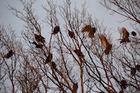 The-Buzzards-of-53rd-St