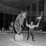 bear balancing on ball fayetteville observer