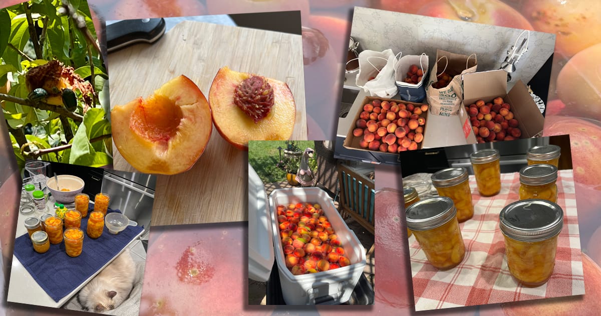 A collection of peach harvest images from Greg's backyard peach harvest