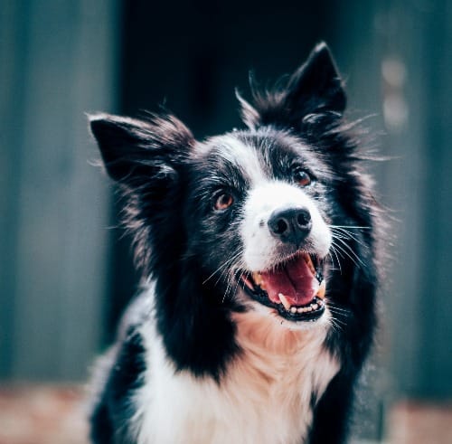 Greg's Right FIT #521 – This week: Momentum, Good ideas, Butter Post image