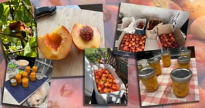 A collection of peach harvest images from Greg's backyard peach harvest