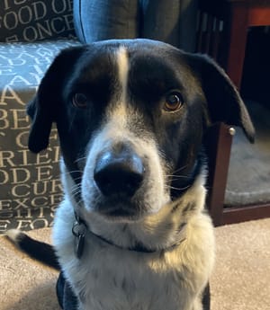 wilson the amazing border collie judging my cocktail