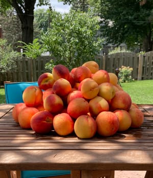 peaches from greg chambers peach tree